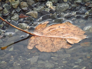 leaf on the water