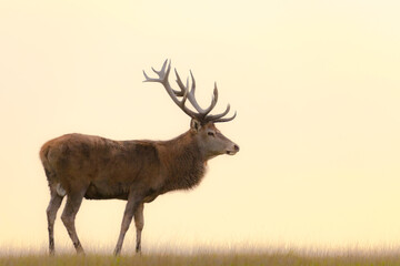 red deer walking in the meadow in the soft light of the setting sun, cervus elaphus