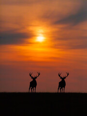 two red deers at the sunset
