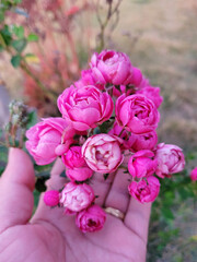 A beautiful woman's hand holding a beautiful bouquet of beautiful pink flowers, in the garden of a farm on a beautiful sunny day, in spring.