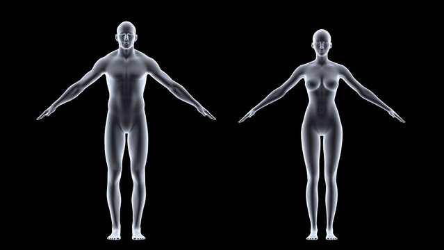 Transparent male and female Body, X-Ray Body Scan isolated on a black background. 3d rendering