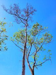 a landscape of beautiful trees on a sunny day with a blue sky in the woods in the countryside on a beautiful farm.