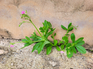 A beautiful plant with a pink flower was born in the concrete of a sidewalk in the urban area.