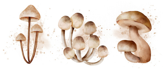 forest mushroom set autumn colorful botanical realistic cute watercolor