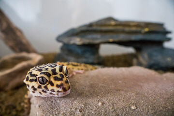 Leopard gecko (eublepharis macularius) looking close into camera