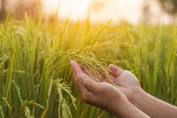 Farmers use their hands to holding on rice ears to check, analyze, plan and take care of the...