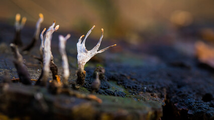 Xylaria hypoxylon, candlestick fungus, candlesnuff fungus, carbon antlers, stag's horn fungus