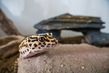 Leopard gecko (eublepharis macularius) looking close into camera