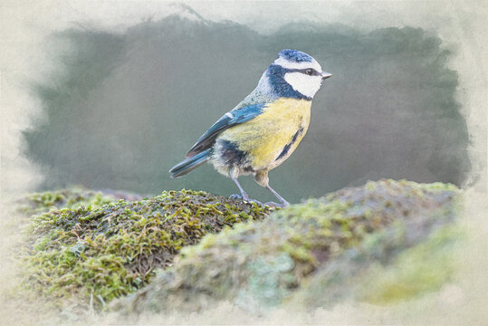 Eurasian Blue Tit digital watercolour painting in a natural woodland.