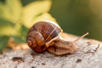 garden snail close up on a leaf. Helix pomatia also Roman snail, burgundy snail, edible snail or escargot