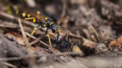 wasp holding a hunted fly