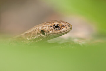 portrait of a lizard on a leaf