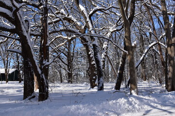 snow covered trees