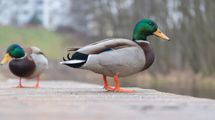 two male mallard ducks on a wooden platform
