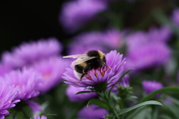 bee on a flower