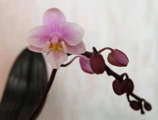Blooming Phalaenopsis Mini Orchid, cultivar Pink Girl, selective focus, horizontal orientation. - 574654142