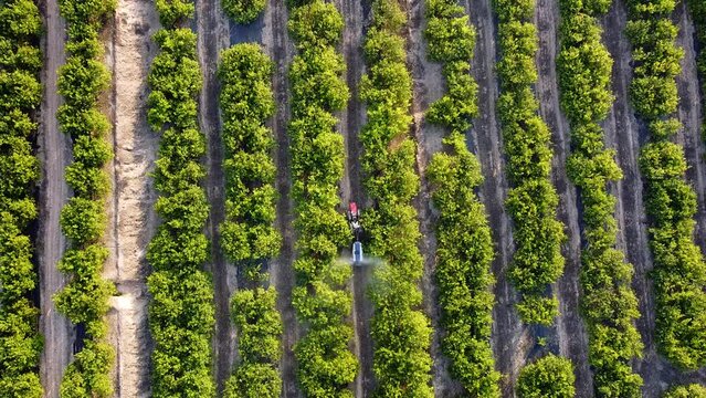 Tractor spraying pesticide drone aerial view, pesticides or insecticide spray on lettuce or iceberg field. Pesticides and insecticides on agricultural field in Spain