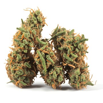 Weed marijuana (stardawg) UK nugs