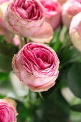 Fresh bouquet of pink roses close up
