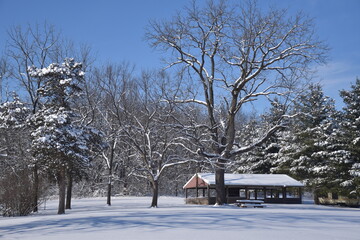 winter in the park