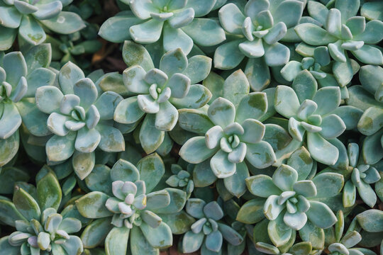 X Graptoveria Opalina in botanic garden