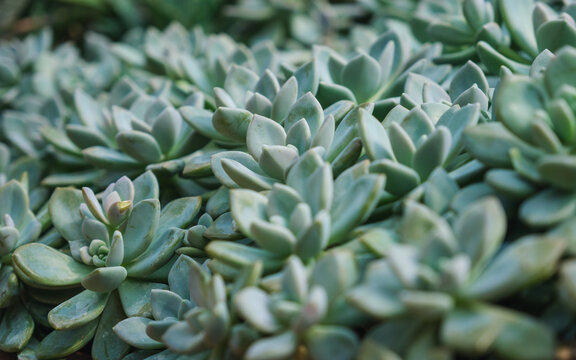 X Graptoveria Opalina in botanic garden