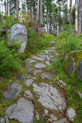 stone pathway in green mountain forest