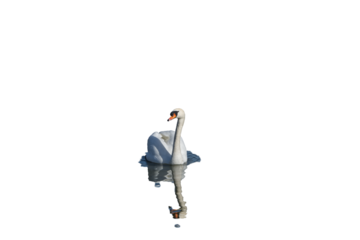 Front view of a mute swan in png transparency