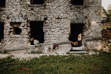 Fototapete bei efototapeten.de bestellen   