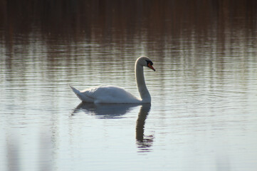 Closeup of white swan on the lake with reflections and the sun behind