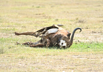 Buffalo carcass in Kruger Park,Kenya