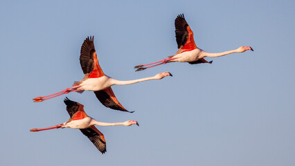 Flamingos in flight in the sky of Camargue, France - obrazy, fototapety, plakaty