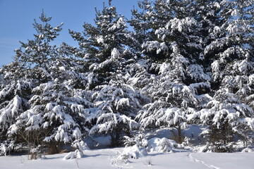 Snowy trees