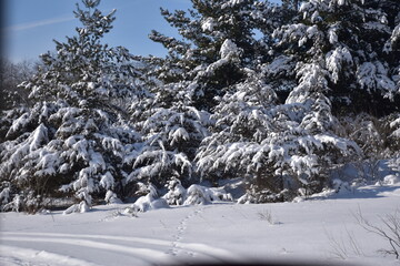 snow covered trees