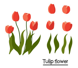 tulips on white background
