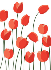 tulips on white background