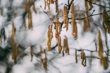 No people horizontal shot of allergy triggering hazel catkins during spring season in Europe