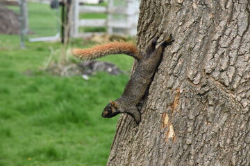 Squirrel in tree