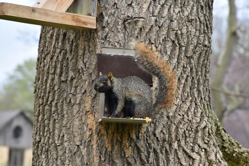 Squirrel in tree