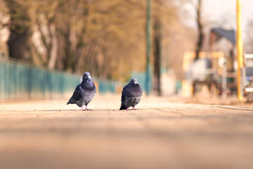 A couple of pigeons walking in a city park on a sunny day. 