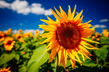 Obraz premium Sonnenblume und blauer Himmel