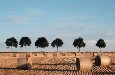 cornfield, wheat flour, rye flour, grain, corn, flour, bread, cornfield, wheat, grain, wheat,...