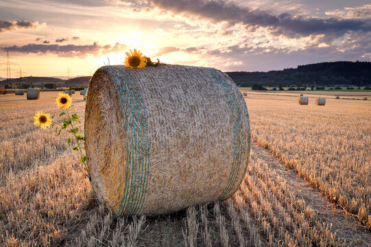 cornfield, wheat flour, rye flour, grain, corn, flour, bread, cornfield, wheat, grain, wheat, grain, wheat, harvest, straw, straw bales,
