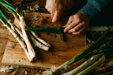 man cuts some raw calcots typical of catalonia