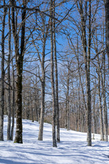 Scenic view of Akfadou Forest in Bejaia covered by snow