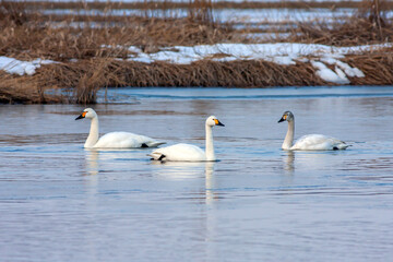 large waterfowl in its natural habitat, Mute Swan, Cygnus olor