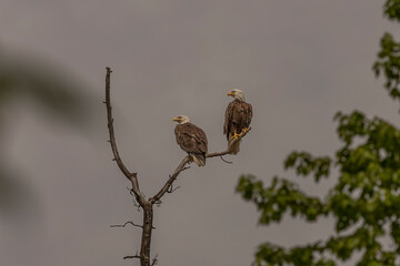 Bald Eagle pair perched on a dead tree branch