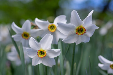Narcissus poeticus bright white ornamental flowering plant, group of beautiful springtime flowers in the garden