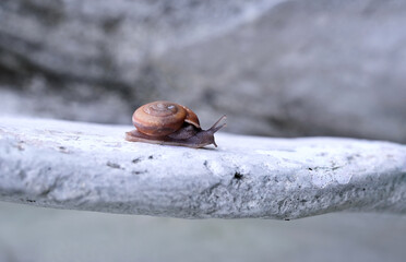 snail on a rock, wide life in nature