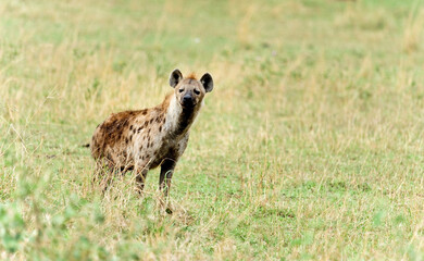 Wild animal hyenas in the African jungle wild life in Maasai Mara National Park, Kenya